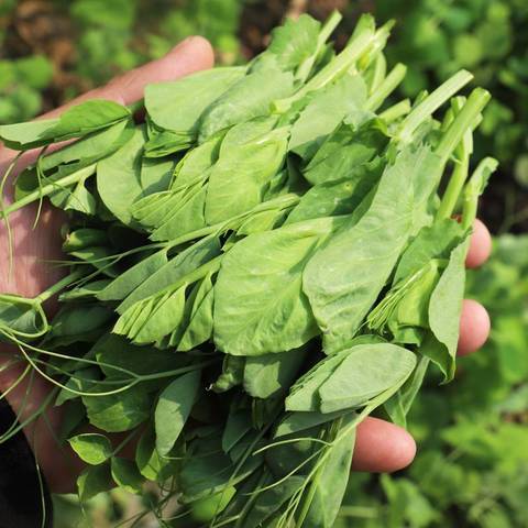 新鲜豌豆尖贵州露天高山豌豆尖龙须菜豌豆颠露天豌豆苗火锅配菜 豌豆尖叶（净重）：2斤 京东折扣/优惠券