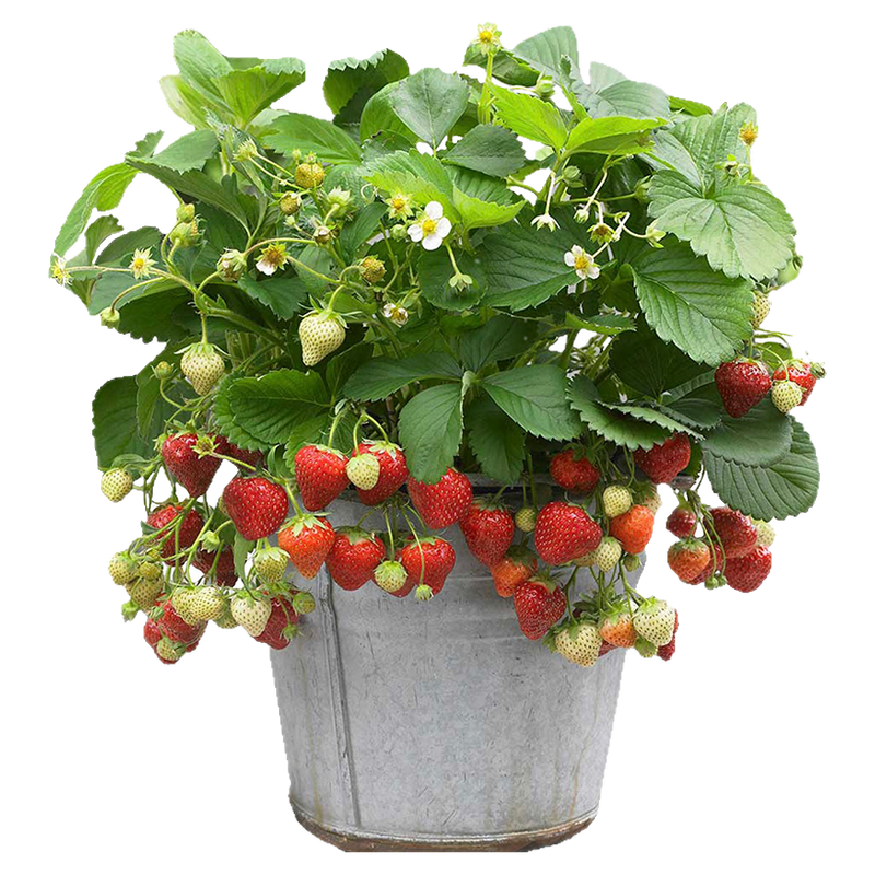 ���ٵĻ�԰ ��ݮ�������� �������� ����15cm��+�����ֿ��߹��� 13.8Ԫ