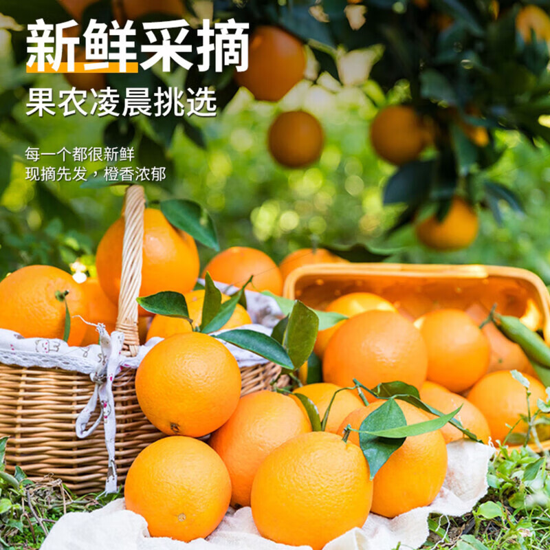绿熊庄园赣南脐橙正宗江西赣州直发甜橙子新鲜水果冻橙应季特产手剥橙鲜橙 【商超品质】净重4.5斤75mm-90mm