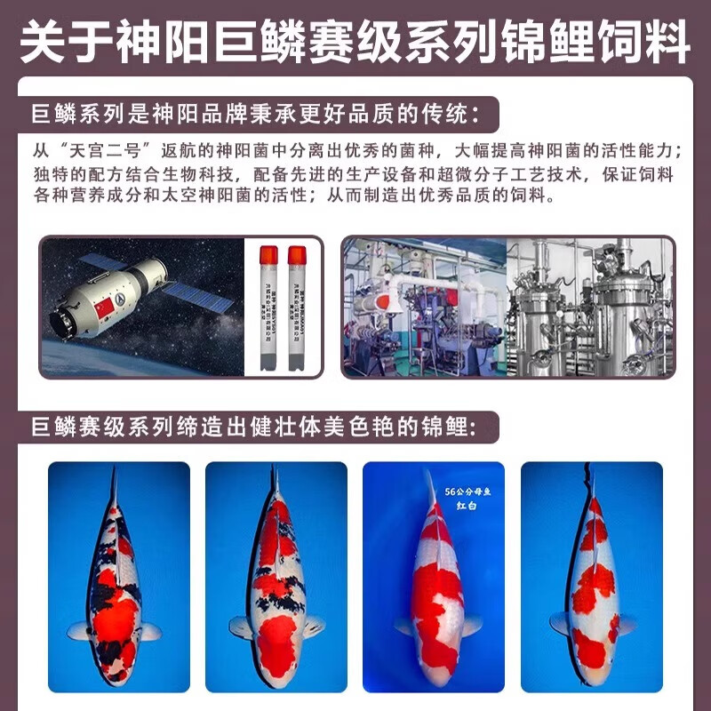 神阳巨鳞锦鲤鱼饲料高蛋白增色增体专用鱼粮赛级营养鱼食搭配套餐 育成1kg+艳红1kg M粒（快速成长增色）