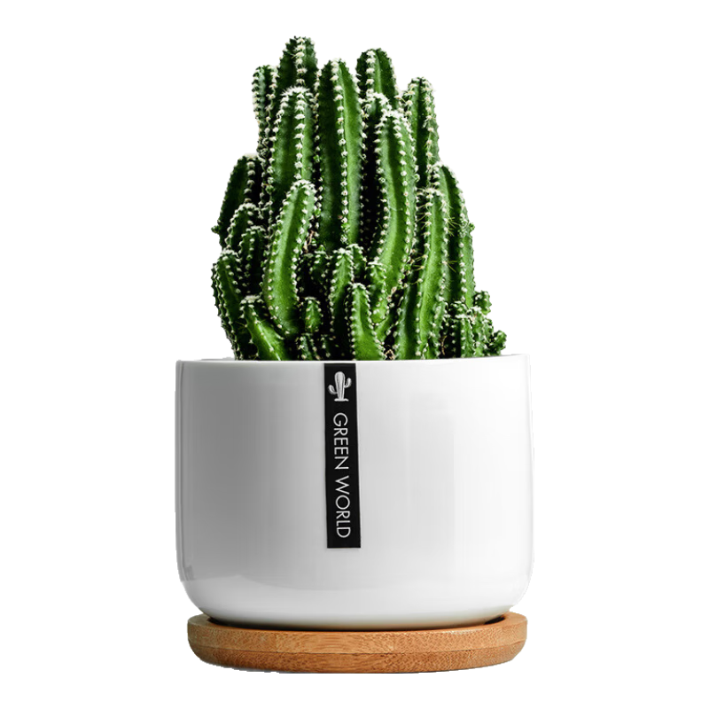 ��������������������ɽ���⻨����ֲ������׻�칫��������ڼ� ԭ��ԭ��С(����ɽ)1�š������������Ŀ����� ���� 3.89Ԫ