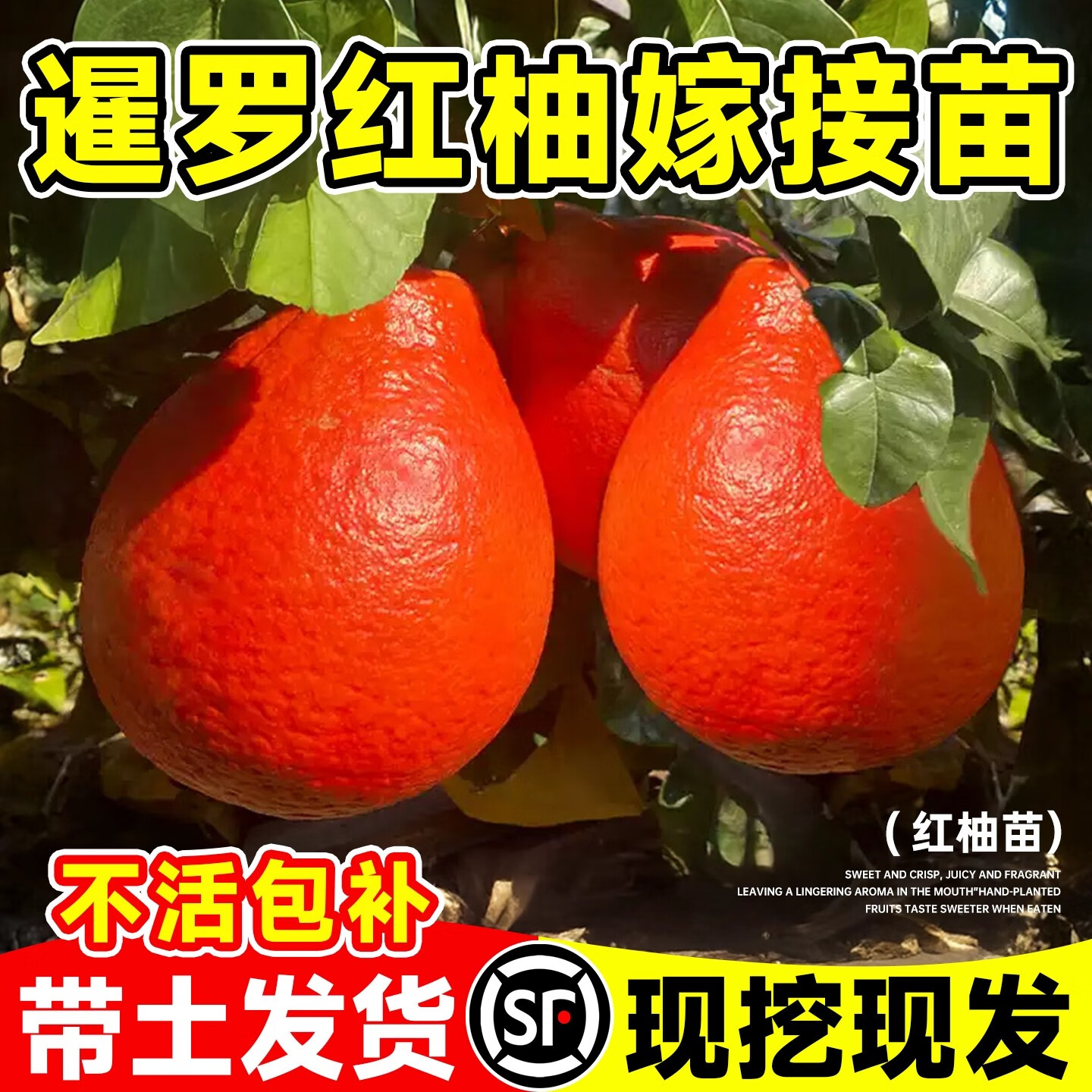 绿达泰国暹罗红柚三红柚树苗红皮香柚子红心纯甜南北方果树苗当年结果