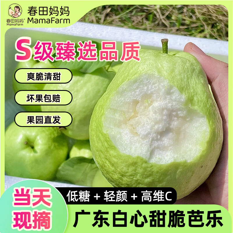 【低糖高维C】产地直发 广东新鲜糖尿病水果白心甜脆番石榴芭乐 【推荐买】5斤｜S级臻选当天采摘