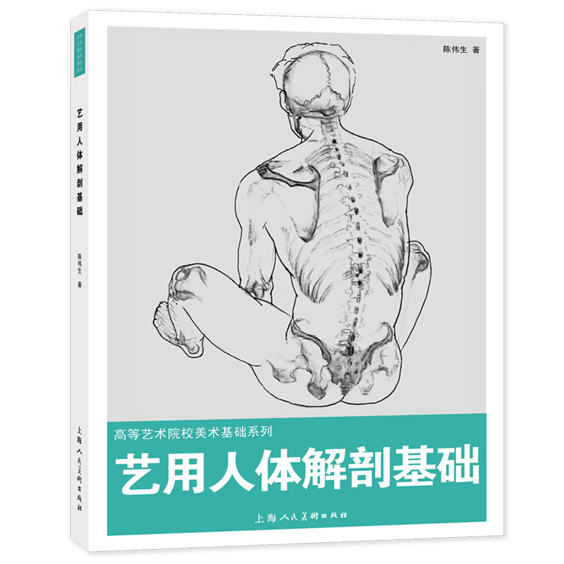 艺用人体解剖基础