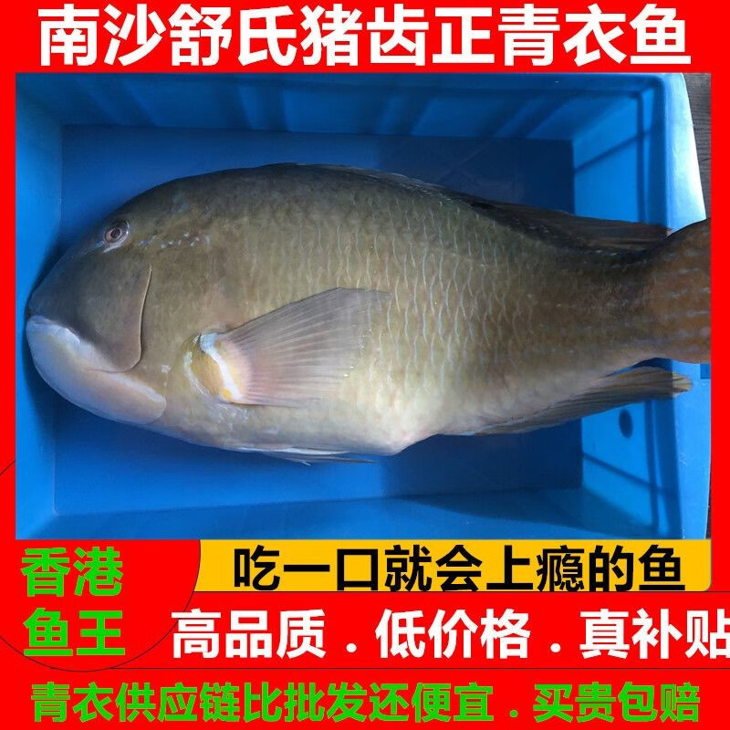 南沙正青衣鱼舒氏猪齿鱼鲜活冷冻海鲜海南西沙彩眉猪牙鹦鹉鱼刺身