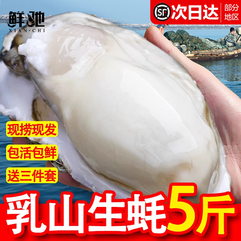鲜驰 乳山生蚝 鲜活特大牡蛎海蛎子新鲜海鲜水产贝类蒜蓉烧烤净重活鲜 4XL带箱5斤【9-12只】