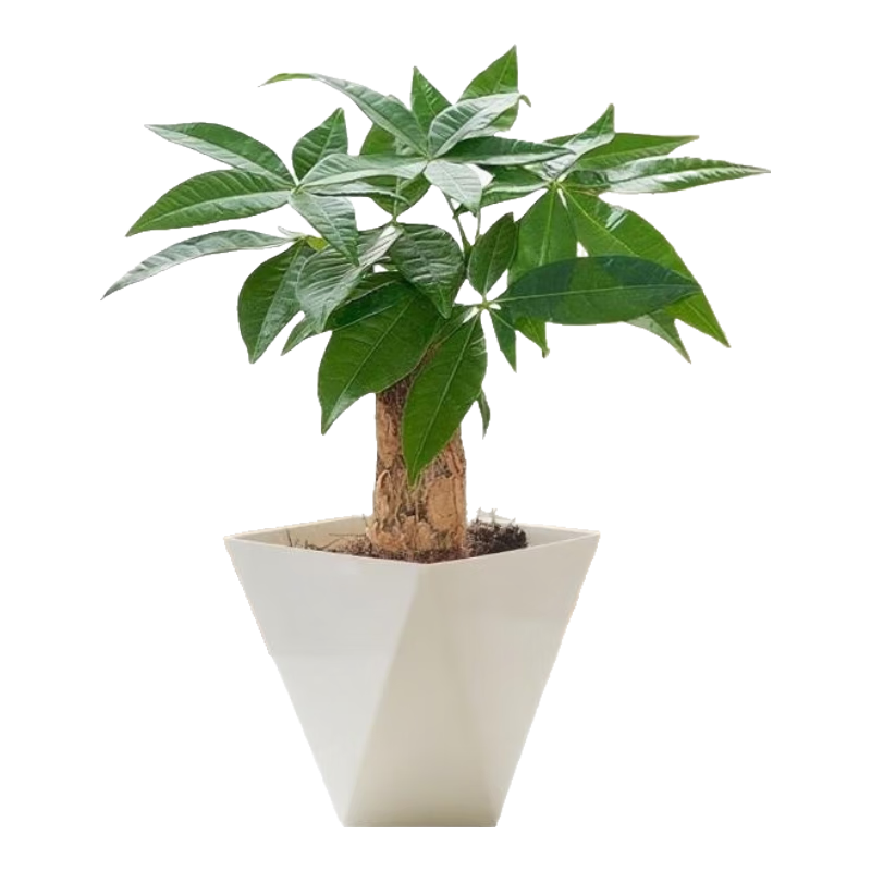 ������������ֲ���ڿ������澻����������ڼ����˺�������ֲ�� ���˷�����+������֬���� 7.99Ԫ