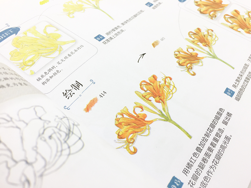 花儿绘生活：37种花卉色铅笔图绘截图