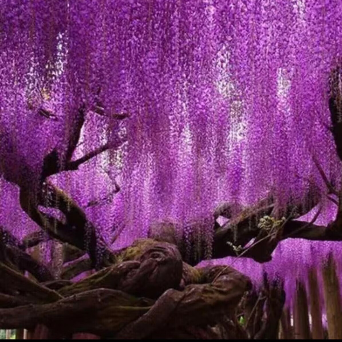 树苗爬藤植物阳台庭院围墙多季开花攀援长穗花卉盆栽室外耐寒 美国藤