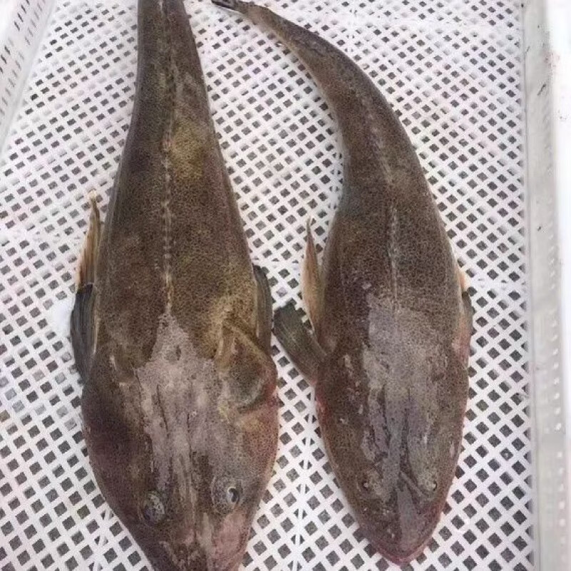 燕江澜当天现捕鲜活牛尾鱼新鲜鞭子鱼海捕速冻拐子鱼海鲜水产箭头鱼