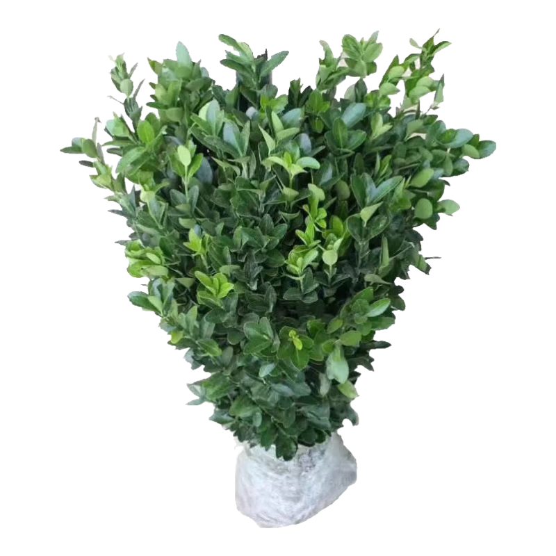 ���ڲ���������������ֱ����Ҷ����ͥԺ�̻�Χǽ���ֲ���ļ������ͺ�С���� 2-2.2�׸�10�á�20���𷢡� �߶� 99.98Ԫ