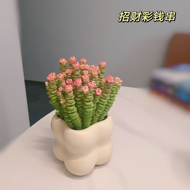 iosn钱串桌面小盆栽招财多肉植物办公室内阳台防辐射绿植懒人花好养活 招财10头彩钱串锦+云朵盆(接水盘)
