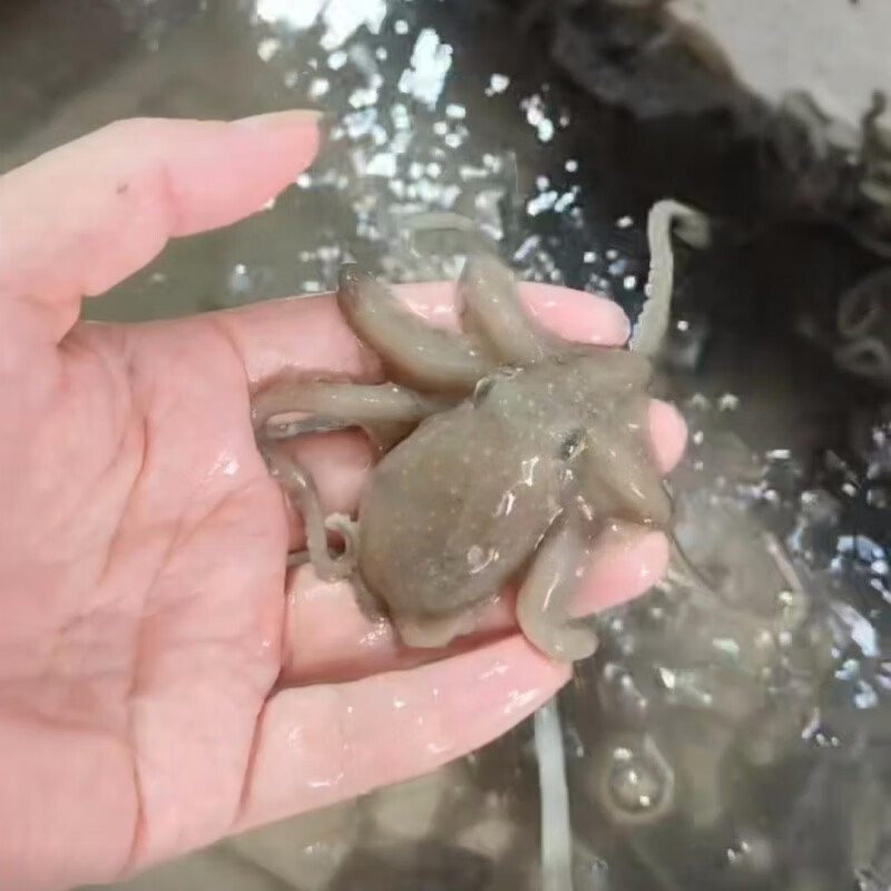 望潮三门湾非八爪鱼章鱼新鲜鲜活海鲜水产活体 望潮6个【中大，嘎嘣脆】