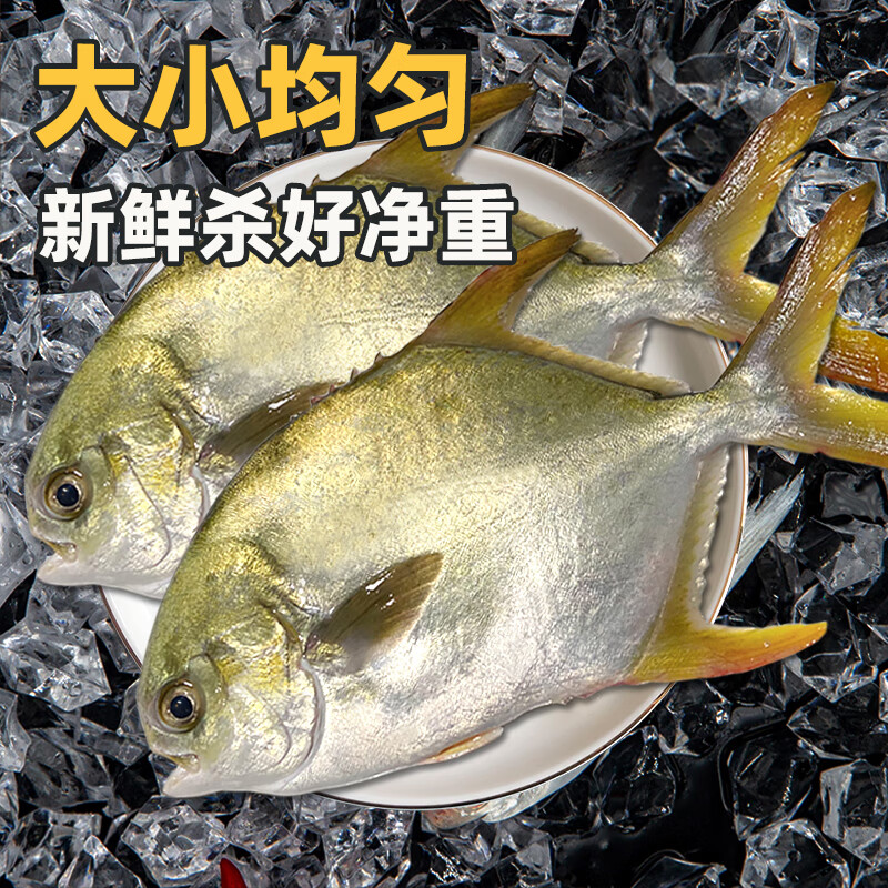 桂之海 桂（GUIZHIHAI）北海金鲳鱼新鲜杀好深海鱼鲜活去鳃去内脏冷冻生鲜特大开腹金昌鱼 5条超大【520-600g/条】新鲜杀好