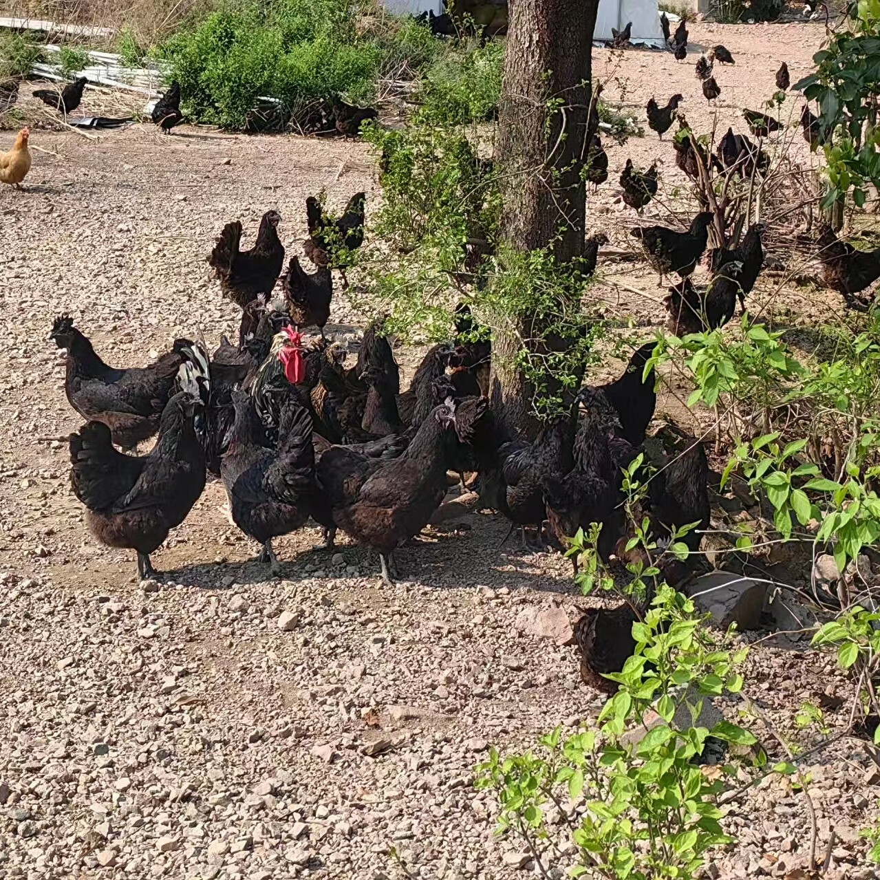 象山海岛农家果园散养土鸡乌鸡2年老母鸡月子鸡 净重3.1-3.3斤