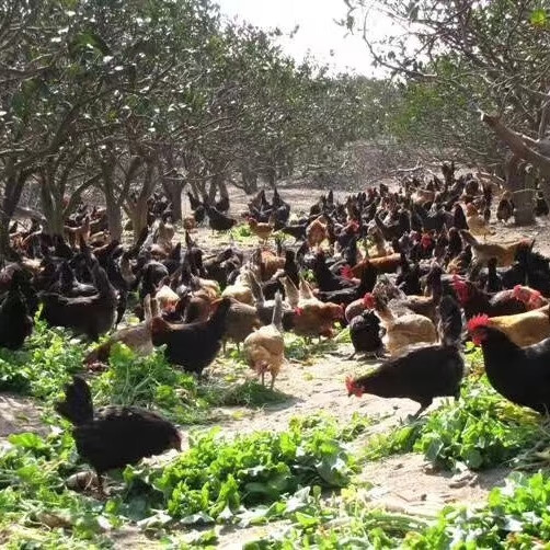 象山海岛农家果园散养土鸡乌鸡2年老母鸡月子鸡 净重3.1-3.3斤