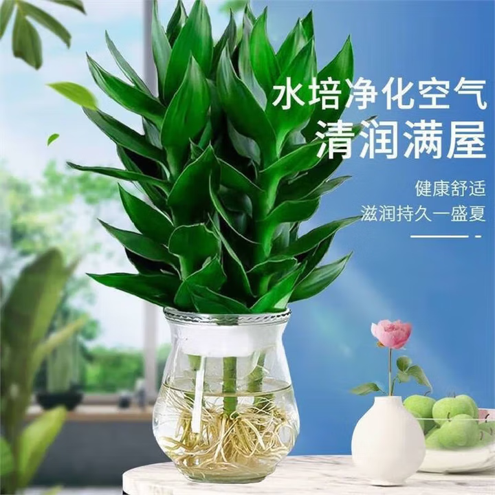 水培观音竹富贵竹水培绿植好养办公桌室内净化空气 三颗+盆