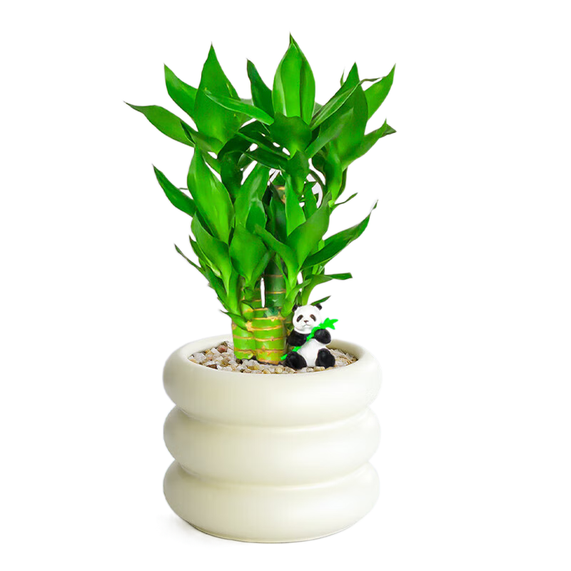 ���ڲ�����ŷѿ  �����������Ĳ��񲽲��������ڿ�����լ��ֲ��������ֲ���辰 ������(3��)+��è�ڼ�+����Ȧ��֬�� ���� 11.8Ԫ