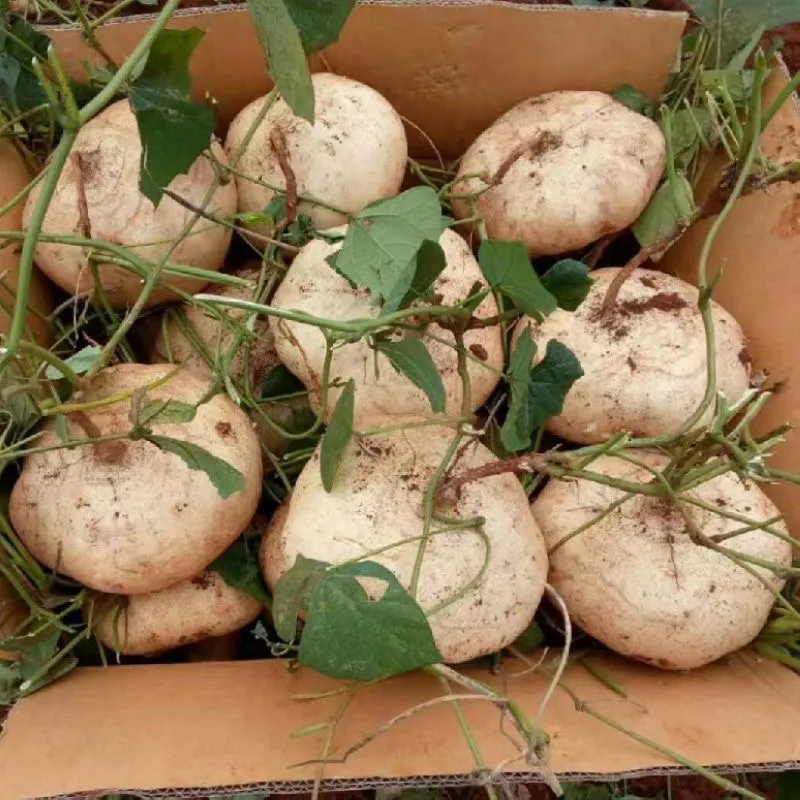 贵州新鲜地萝卜凉薯脆微甜沙葛土瓜水果现挖农家自产白地瓜即食 9斤小果