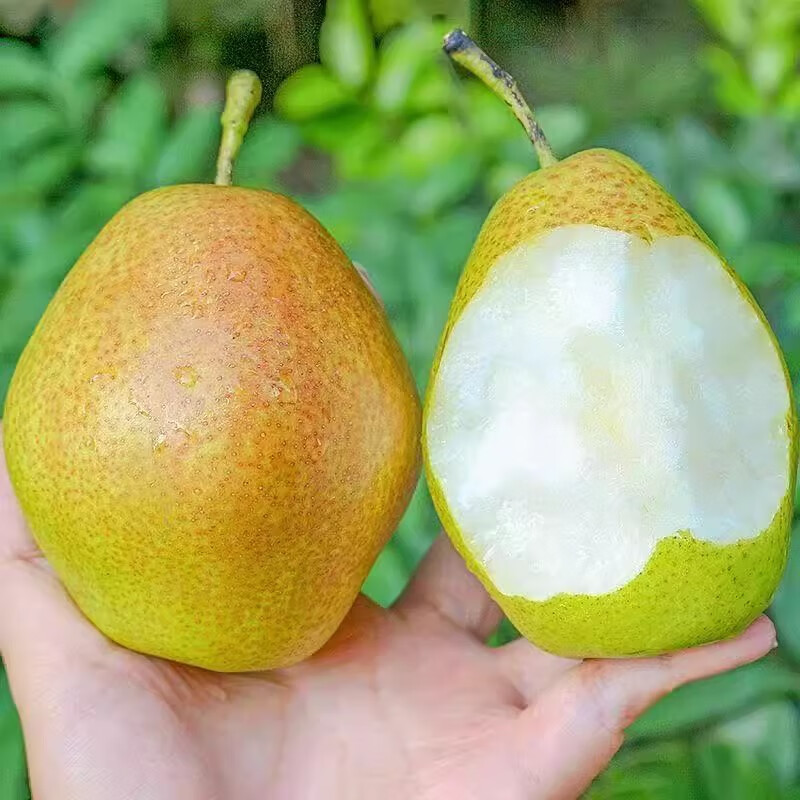 绿熊庄园新疆直采库尔勒香梨脆甜小香梨皮薄脆甜多汁应季孕妇水果当季时令 特级果 单果120g+净重8.5-9.5斤