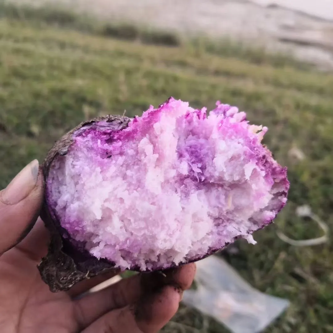 广西正宗脚板薯紫山药老品种紫色皮大薯火苕毛薯新鲜 5.4斤脚板薯（紫山药-形状不规则）含箱