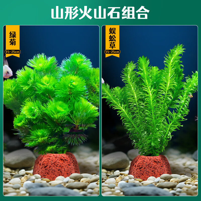 淘样儿火山石水草植物鱼缸造景专用水培阴性蜈蚣草绿菊真草增氧绿植摆件 【火山石组合】绿菊+蜈蚣草【限时冲量】