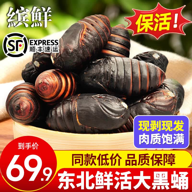 缤鲜东北鲜活柞蚕蛹大个蚕蛹新鲜活蝉蛹黄蚕蛹大茧蛹高蛋白香蝉蛹500g 大黑蛹4-5厘米（500克约45个）