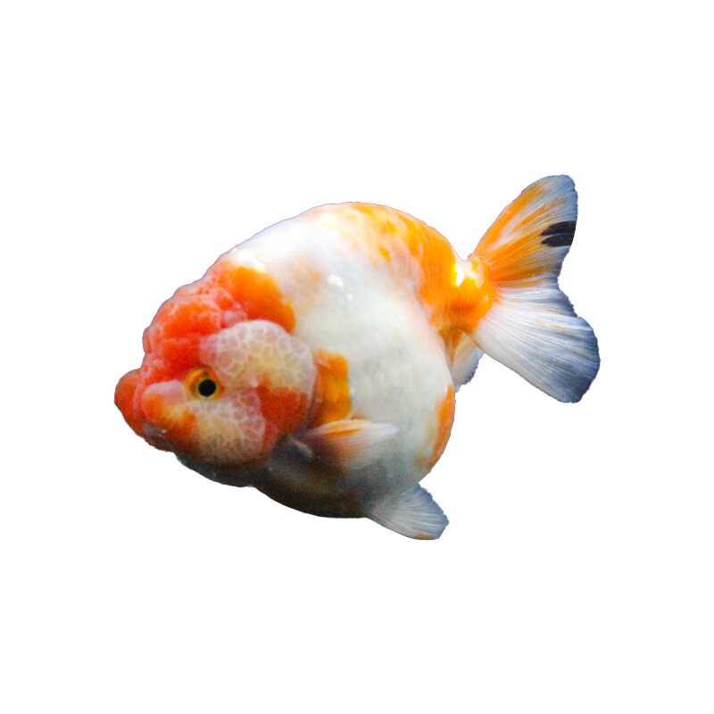 百纶木千兰寿金鱼小鱼观赏鱼淡水鱼锦鲤泰狮金鱼冷水鱼活体国粹蝶尾小金鱼 【精品随机】4-5cm 小兰寿+小泰狮 各6共12条送鱼粮