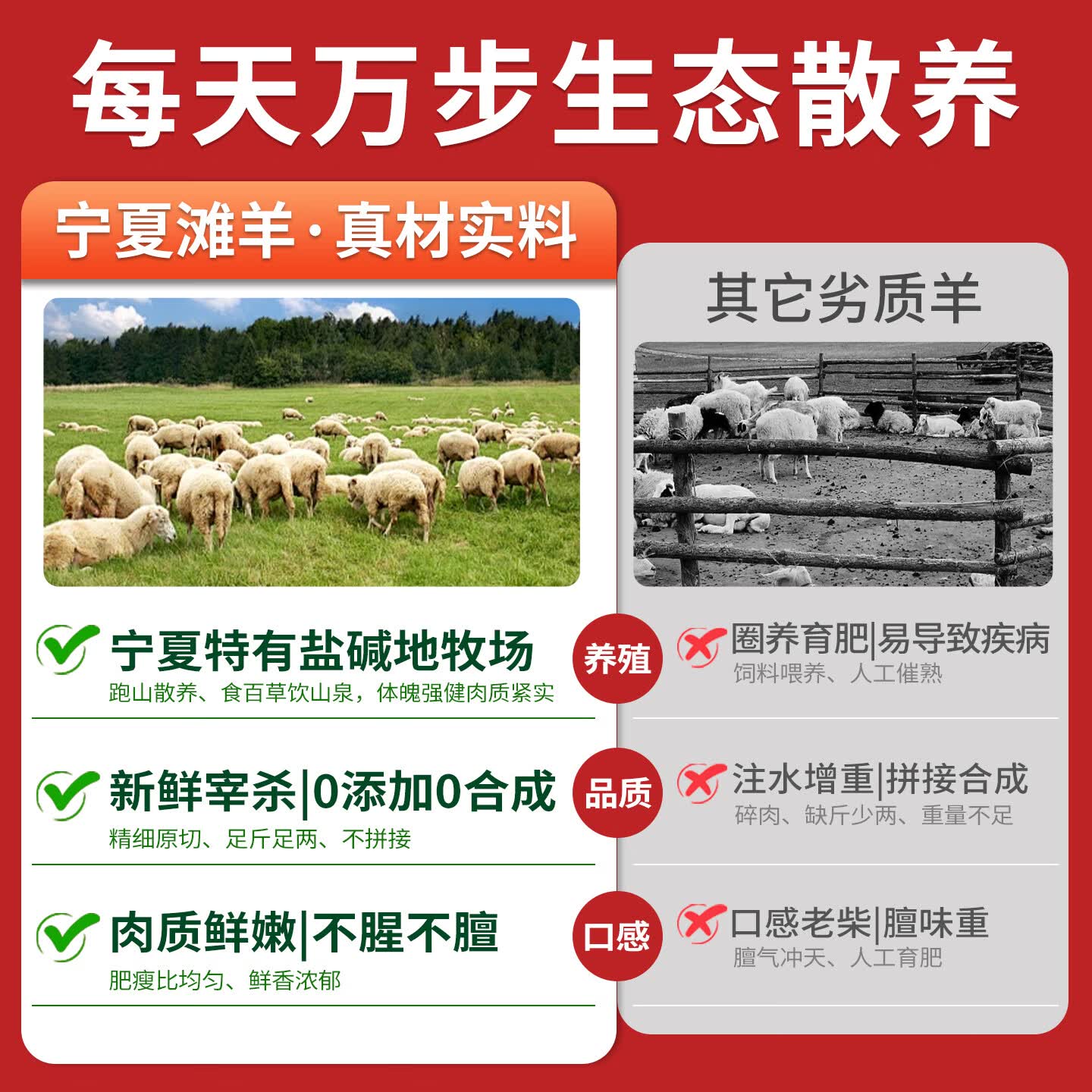 归冬 宁夏滩羊 散养羔羊肉手把肉 新鲜手抓羊肉生鲜手把羊肉 法式羊排12支