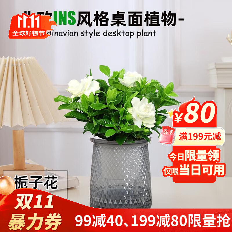 花财主栀子花发财树绿植盆栽花卉办公室内多肉绿萝箩桌面水培好养活植物 繁星盆栀子花+肥料 含盆