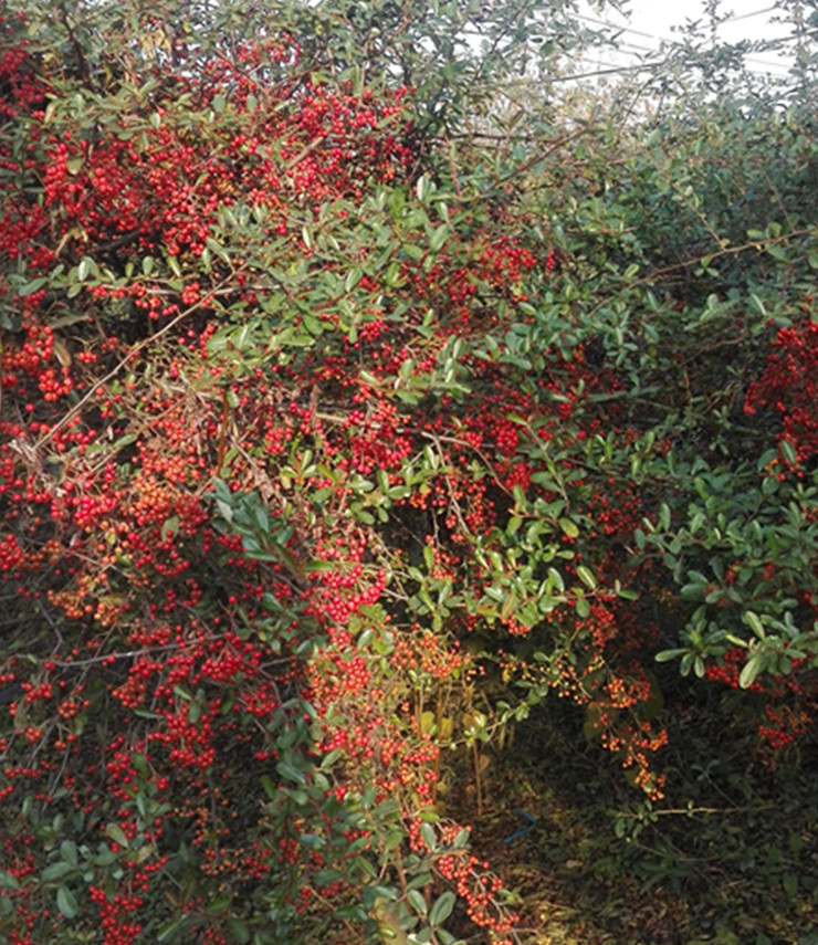 庭院花卉围墙篱笆绿篱小苗 火棘苗 带刺防盗植物盆景盆栽绿化树苗