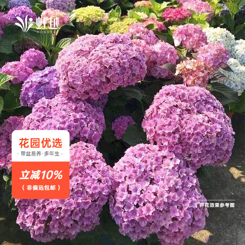 虹越(HONGYUE)大花繡球花盆栽苗 無(wú)盡夏花手鞠萬(wàn)華錦繡球八仙花庭院陽(yáng)臺花卉 【大花繡球】“太陽(yáng)神殿”1加侖