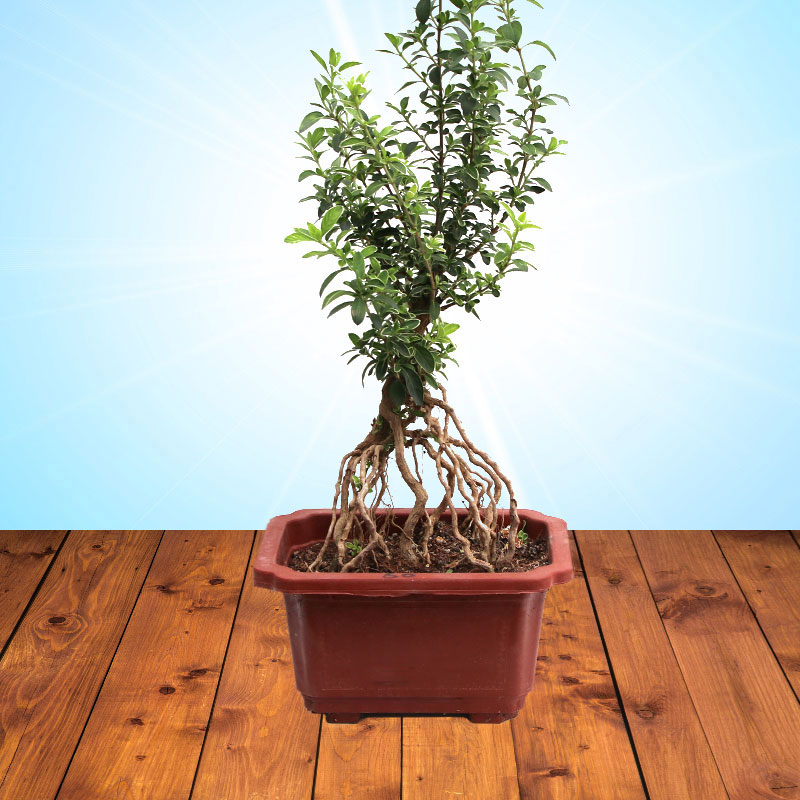 提根盆景小叶老树桩盆栽绿植物室内桌面四季花卉苗 随机发货放心购买