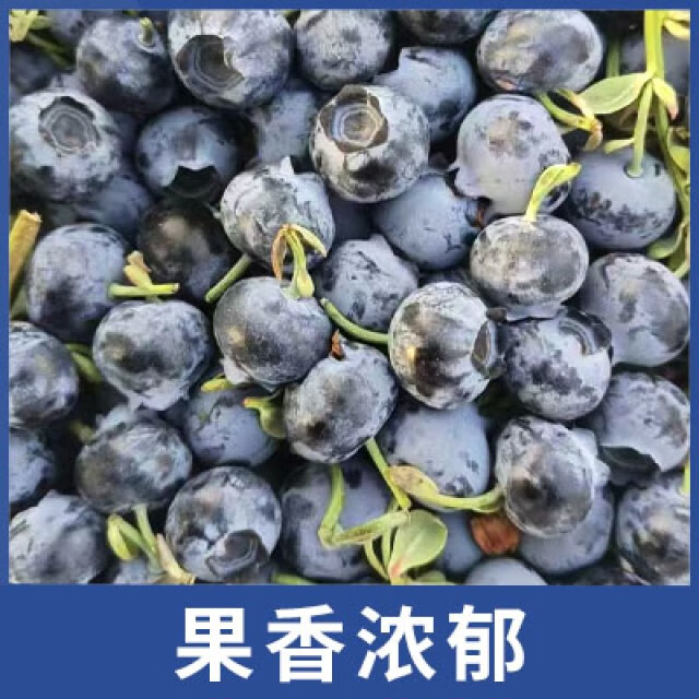 周匠当季现摘新鲜云南蓝莓 源头直发 京东快递到家 18mm+6盒 店长主推爆品（1盒125g）