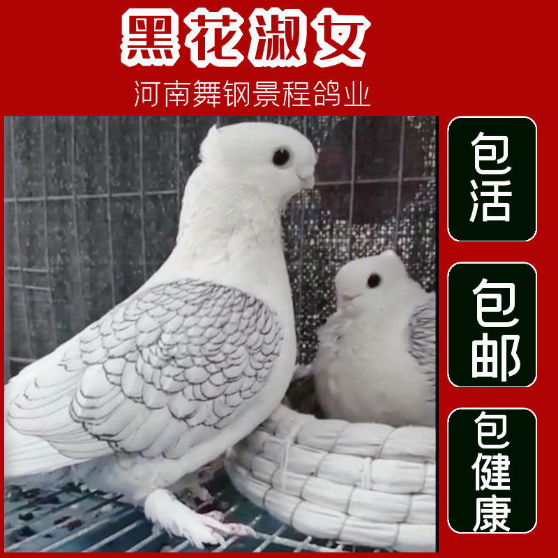 安小离】淑女鸽子观赏鸽活体一对天使鸽家养特大精品元宝种鸽青年信鸽