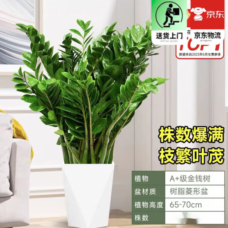 歐芽  大型植物發(fā)財樹各種大顆盆栽開業(yè)喬遷客廳辦公室內(nèi)好養(yǎng)大型綠植 金錢樹0.8-1米樹脂菱形盆 含盆