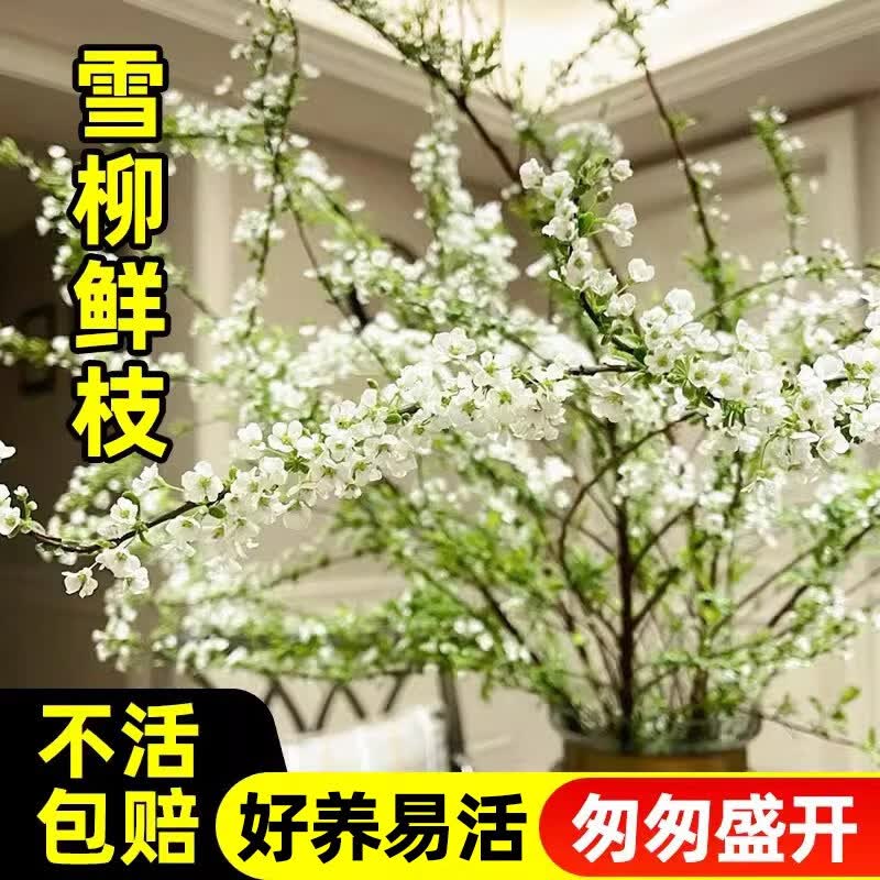 雪柳干枝鲜枝水养插花水培植物鲜花卉室内盆栽带花苞绿植龙柳好活 现切鲜枝60cm12枝+送2包营养液