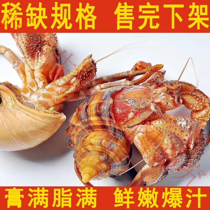 虾怪鲜活寄居蟹食用椰子蟹特大号大寄居蟹海怪海鲜水产贝类 装【虾怪小号】8-11只【新鲜爆肥】 1斤