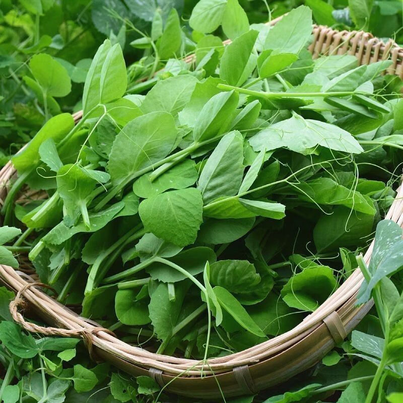新鲜豌豆尖贵州露天高山豌豆尖龙须菜豌豆颠露天豌豆苗火锅配菜 豌豆尖叶（净重）：2斤
