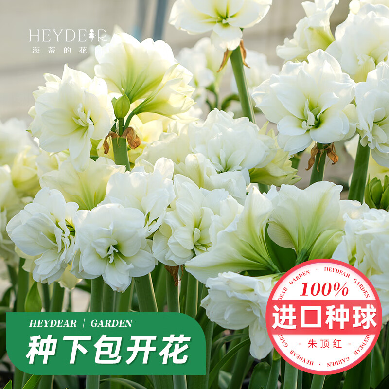 海蒂的花园秘鲁朱顶红进口重瓣种球室内阳台球根花卉植物源头直发包对版种球 南非朱顶红阿弗雷20/22 12+