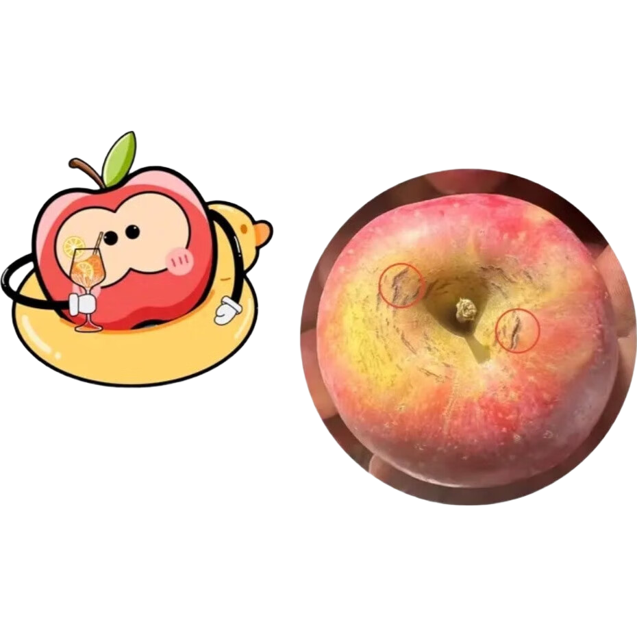 ɽ���˳� ��ƻ�� ��ʿƻ�� ���ʲ�ժ ������� ����10�� 80-95mm 23.9Ԫ(����ȯ)