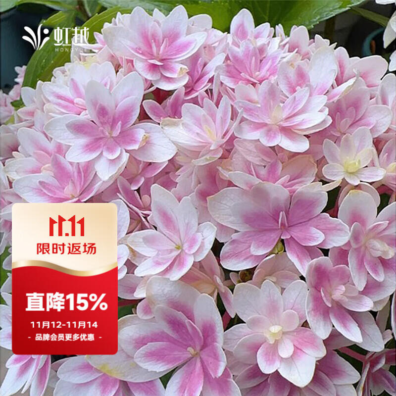 虹越(HONGYUE)大花繡球花盆栽苗 無(wú)盡夏花手鞠萬(wàn)華錦繡球八仙花庭院陽(yáng)臺花卉 【大花繡球】“響聲”1加侖
