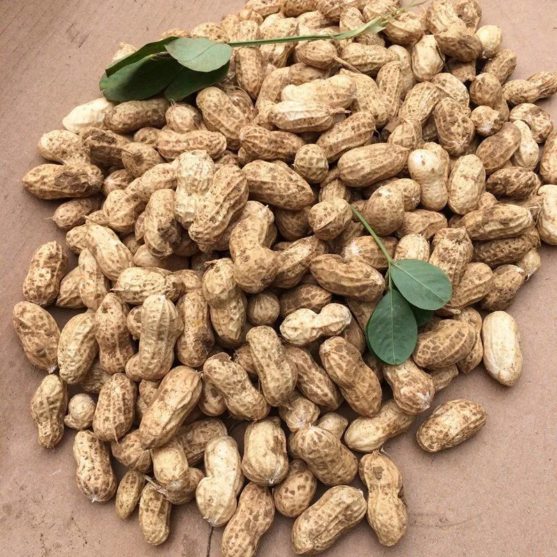 产地现挖 2025现挖鲜花生湿花生带泥带壳嫩花生花生带壳新鲜 鲜花生5.8-6斤