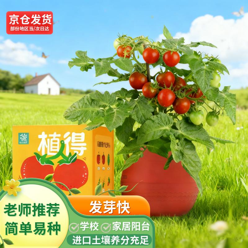 IAM City Farmer儿童种植小盆栽小小果蔬园绿植幼儿园陪伴盆栽植物观察番茄10013