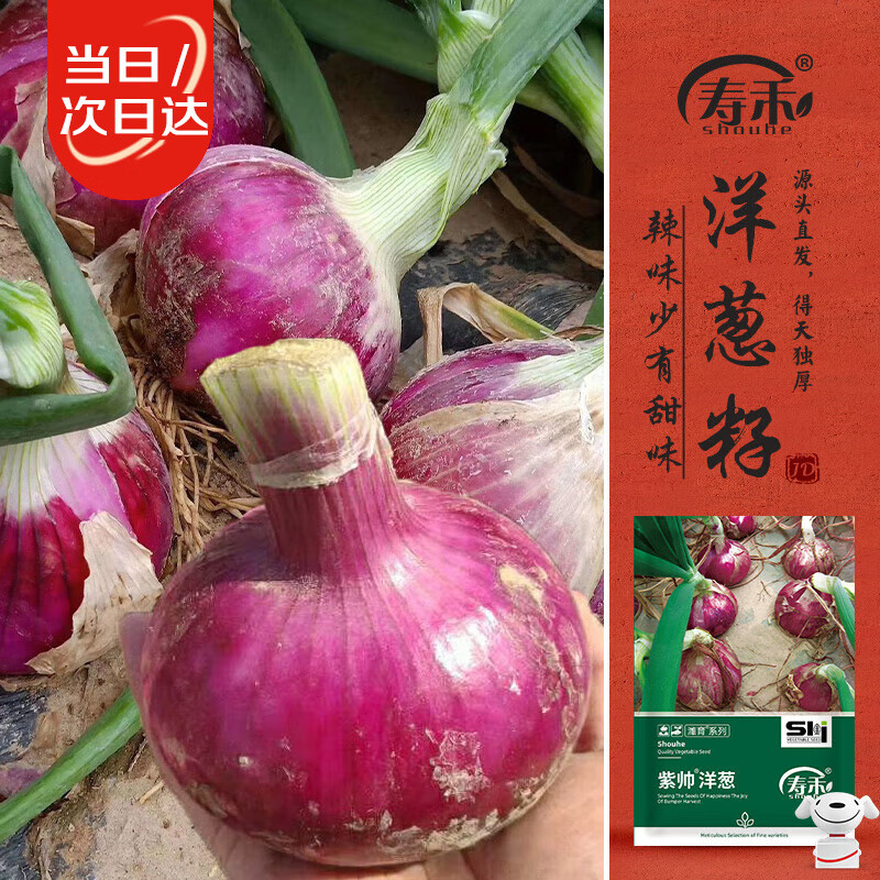 寿禾紫皮洋葱种子种苗蔬菜种籽清甜辣味少 潍育紫帅洋葱种子10g*3袋