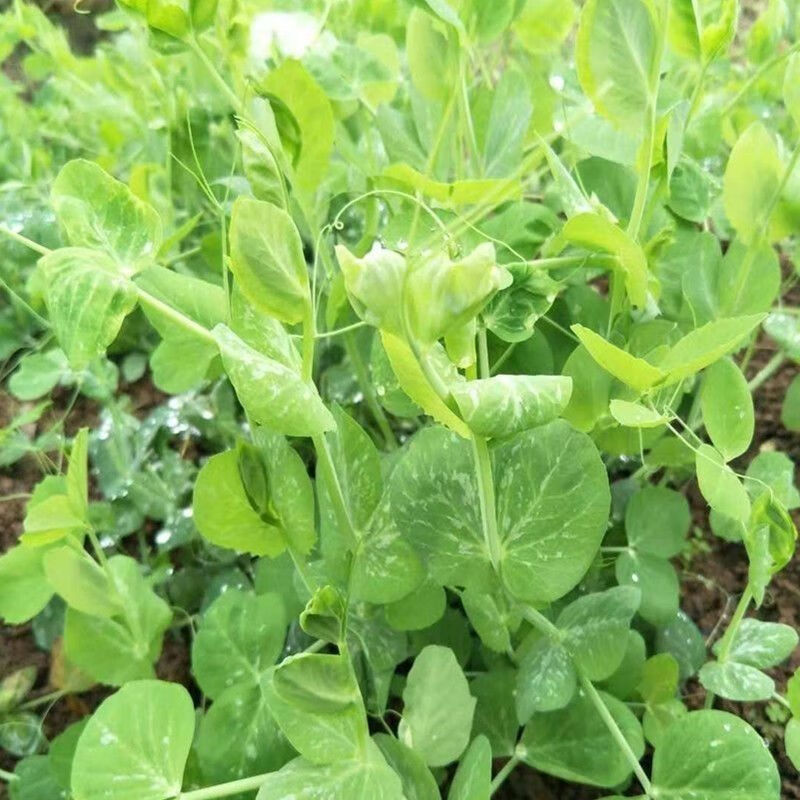 新鲜豌豆尖贵州露天高山豌豆尖龙须菜豌豆颠露天豌豆苗火锅配菜 豌豆尖叶（净重）：2斤