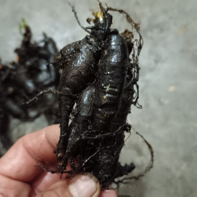 北京同仁堂  原料贵州纯野生土人参,飞来参生新鲜干品煲汤可种植高丽