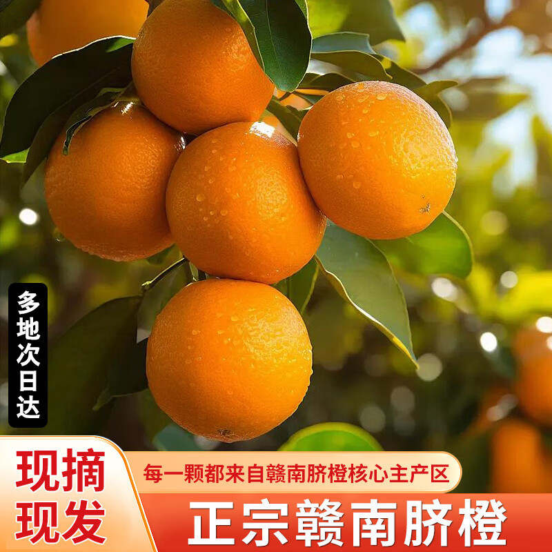 本甄心选现摘现发正宗赣南脐橙10斤应季水果橙子江西赣南特产20斤整箱礼盒 爆甜爆汁精品大果75-80mm果径 5斤装净重4.5斤【尝鲜体验好吃再来】真划算10%人选择