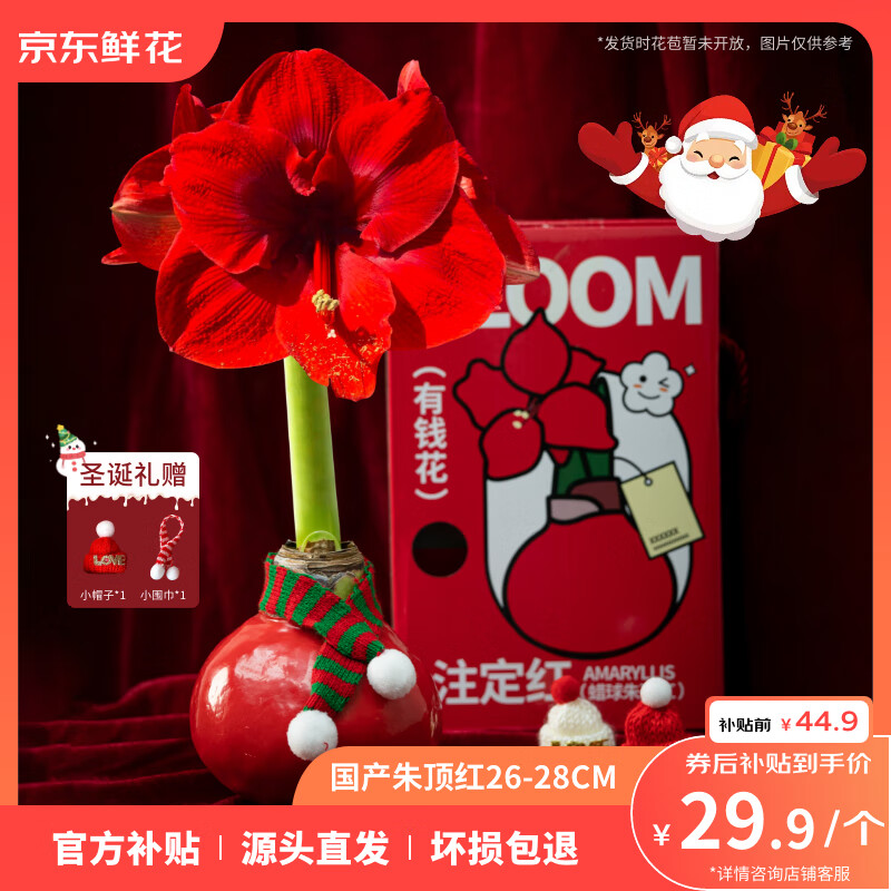 京东鲜花朱顶红礼盒版蜡球周长26-28cm品种随机圣诞节日礼物源头直发