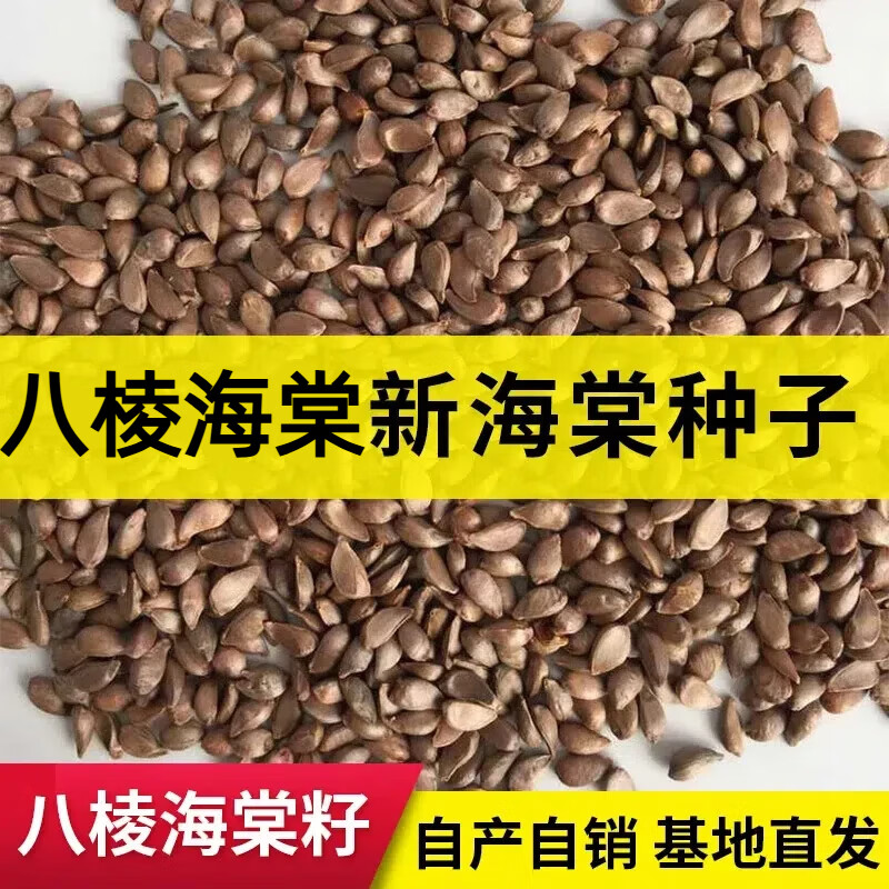 周金祥 八棱海棠树种子果树种子净籽嫁接苹果树种子砧木种子 每1斤价格